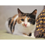 Очаровательная трёхцветка Лора в поиске дома