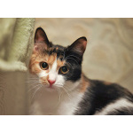 Очаровательная трёхцветка Лора в поиске дома