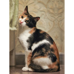 Очаровательная трёхцветка Лора в поиске дома