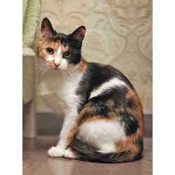 Очаровательная трёхцветка Лора в поиске дома