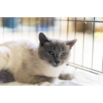 Невероятная красавица Агата в добрые руки.