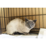 Невероятная красавица Агата в добрые руки.