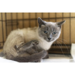 Невероятная красавица Агата в добрые руки.