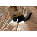 Невероятно хорошенькая кругленькая кошечка в дар