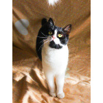 Невероятно хорошенькая кругленькая кошечка в дар