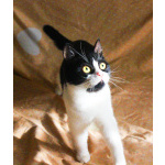 Невероятно хорошенькая кругленькая кошечка в дар