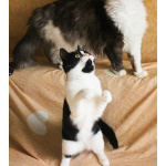 Невероятно хорошенькая кругленькая кошечка в дар