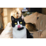 Невероятно хорошенькая кругленькая кошечка в дар