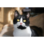 Невероятно хорошенькая кругленькая кошечка в дар