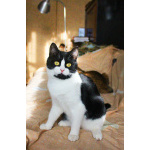 Невероятно хорошенькая кругленькая кошечка в дар