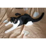 Невероятно хорошенькая кругленькая кошечка в дар