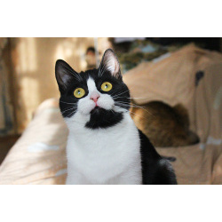 Невероятно хорошенькая кругленькая кошечка в дар