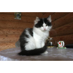 Шикарнейшие котята в добрые руки