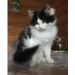 Шикарнейшие котята в добрые руки