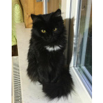 Шикарнейшие котята в добрые руки