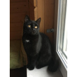 Шикарнейшие котята в добрые руки