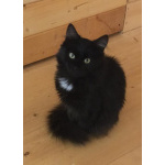 Шикарнейшие котята в добрые руки