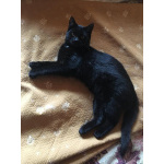 Шикарнейшие котята в добрые руки