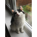 Шикарнейшие котята в добрые руки