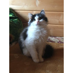 Шикарнейшие котята в добрые руки