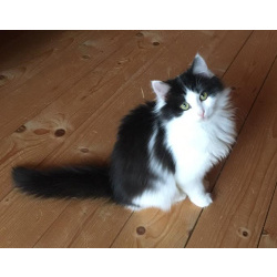 Шикарнейшие котята в добрые руки