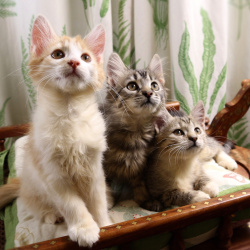 Красивые котята в дар