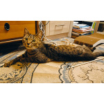 Малыш котопёс-компаньон Фёдор в добрые руки