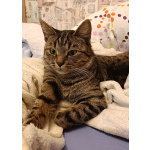 Малыш котопёс-компаньон Фёдор в добрые руки