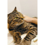 Малыш котопёс-компаньон Фёдор в добрые руки