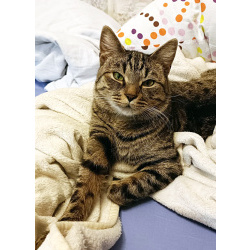 Малыш котопёс-компаньон Фёдор в добрые руки