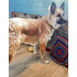 Юный пёс Митька, обученный у кинолога, в дар