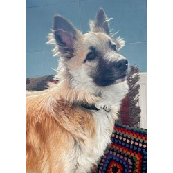 Юный пёс Митька, обученный у кинолога, в дар