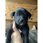 Очаровательные малышки - сестрёнки ищут дом!