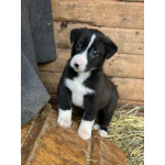 Очаровательные малышки - сестрёнки ищут дом!