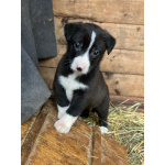 Очаровательные малышки - сестрёнки ищут дом!