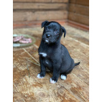 Очаровательные малышки - сестрёнки ищут дом!