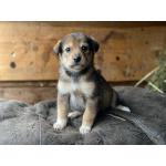 Очаровательные малышки - сестрёнки ищут дом!