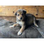 Очаровательные малышки - сестрёнки ищут дом!