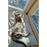 Котенок Сима ищет дом и самых лучших хозяев