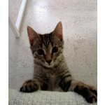 Котенок Сима ищет дом и самых лучших хозяев