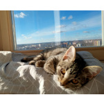 Котенок Сима ищет дом и самых лучших хозяев