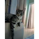 Котенок Сима ищет дом и самых лучших хозяев