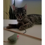 Котенок Сима ищет дом и самых лучших хозяев