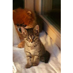 Котенок Сима ищет дом и самых лучших хозяев