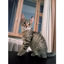 Котенок Сима ищет дом и самых лучших хозяев