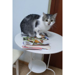 Мэри — кошка с большим сердцем