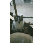 Мэри — кошка с большим сердцем