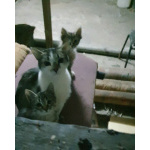 Мэри — кошка с большим сердцем