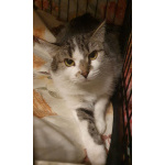 Мэри — кошка с большим сердцем