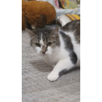 Мэри — кошка с большим сердцем